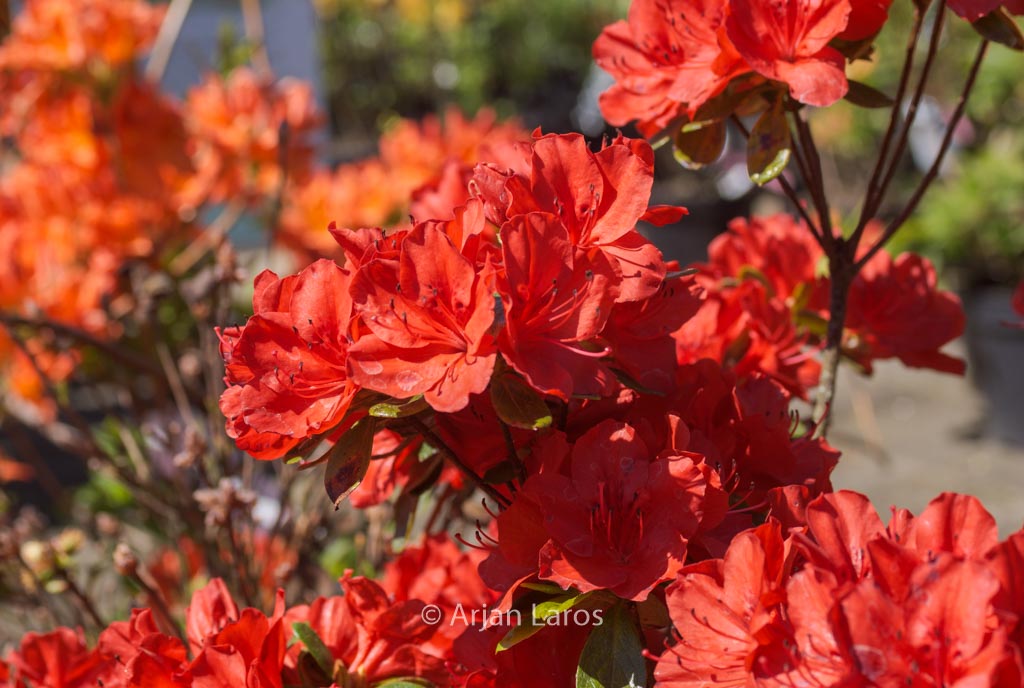 Rhododendron ‚Red Beauty‘ (Azalea)