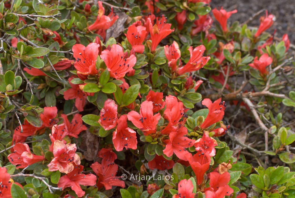 Rhododendron ‚Red Fountain‘