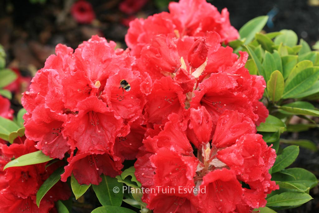 Rhododendron ‚Red Jack‘