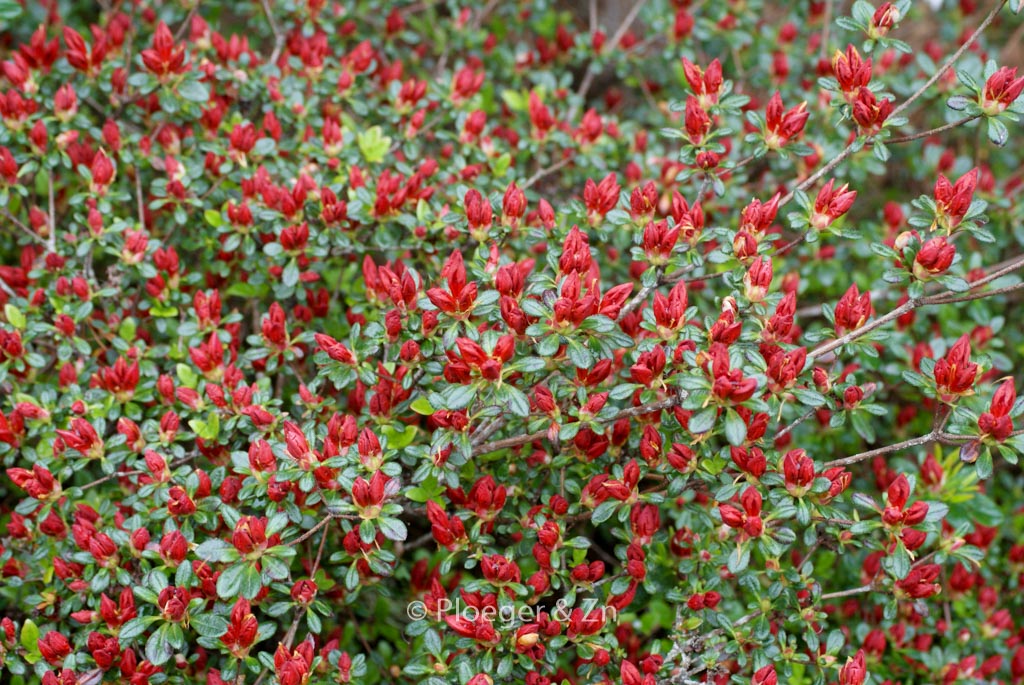 Rhododendron ‚Red Pimpernel‘ (Azalea)