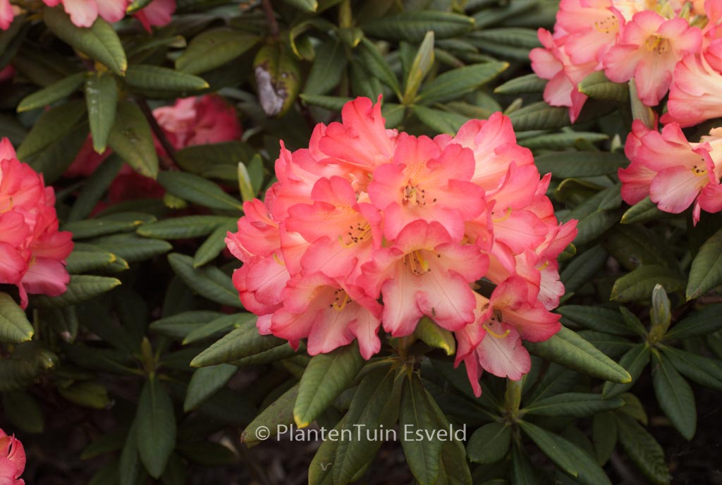 Rhododendron ‚Red Sorbet‘