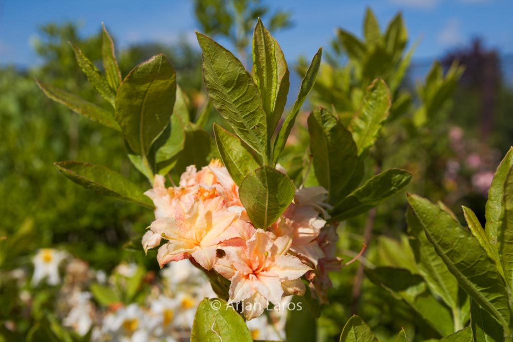 Rhododendron ‚Ribera‘ (Azalea)
