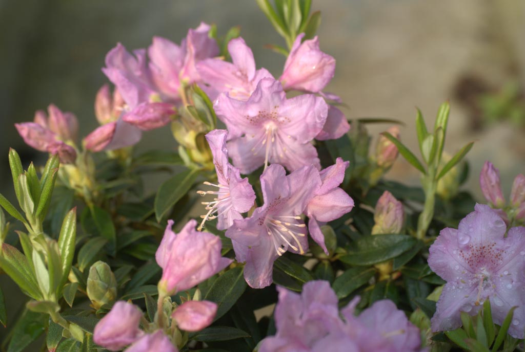 Rhododendron ‚Robert Seleger‘