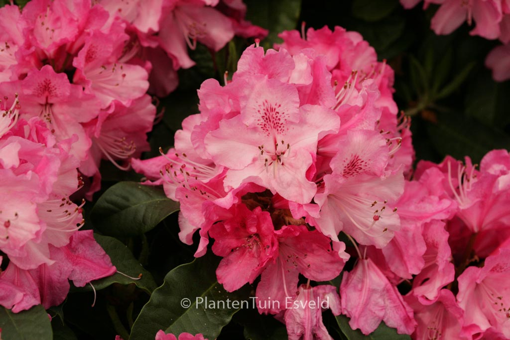 Rhododendron ‚Rocket‘