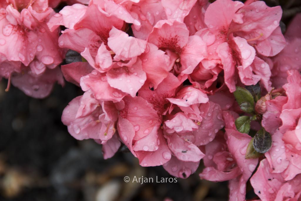 Rhododendron ‚Rokoko‘ (Azalea)