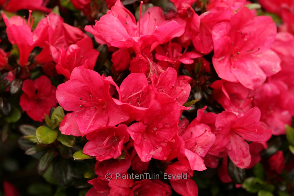 Rhododendron ‚Rosalie‘ (Azalea)