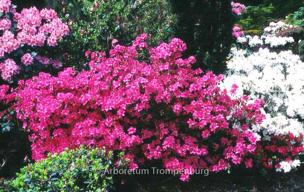 Rhododendron ‚Rosalind‘ (Azalea)