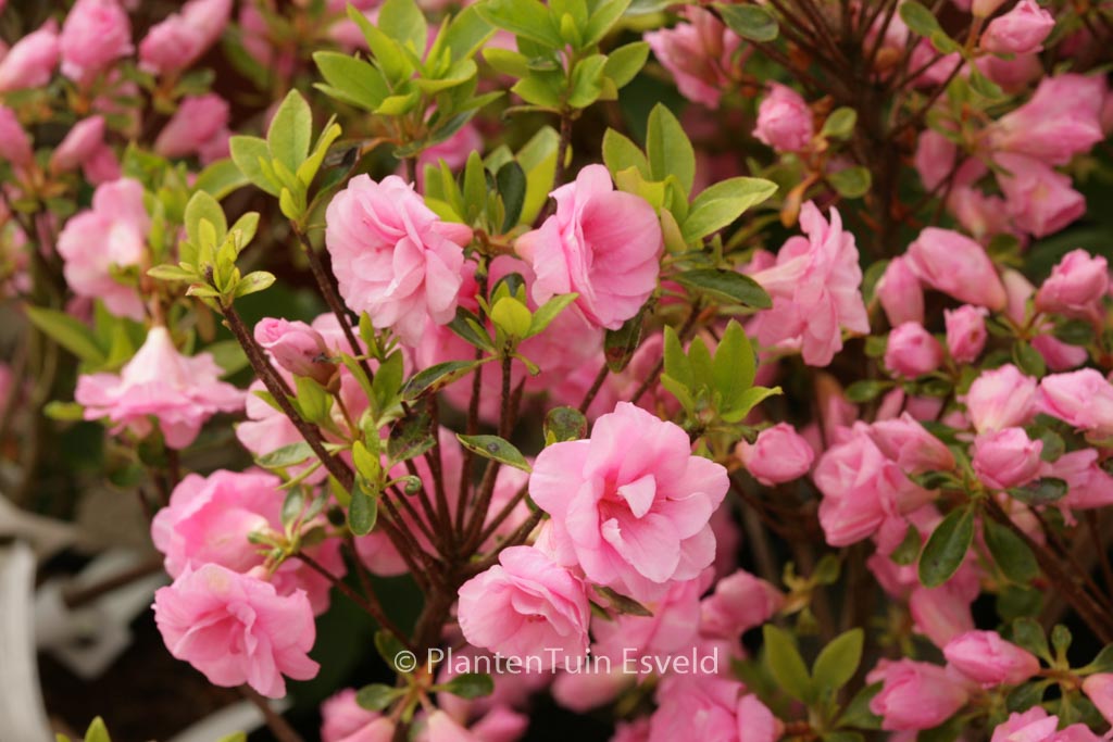 Rhododendron ‚Rosebud‘ (Azalea)