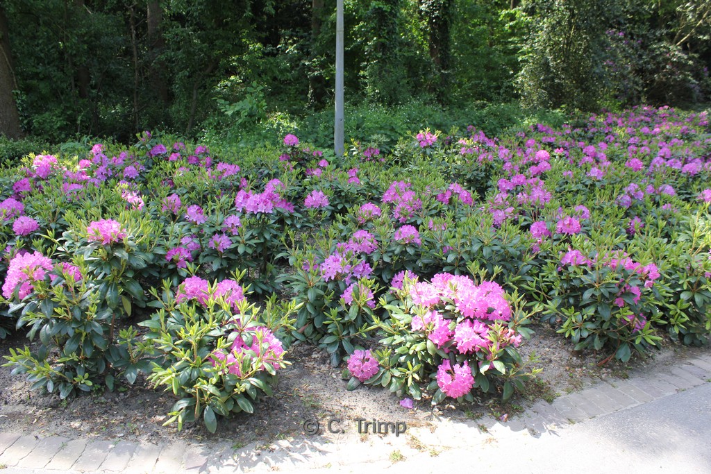 Rhododendron ‚Roseum Elegans‘