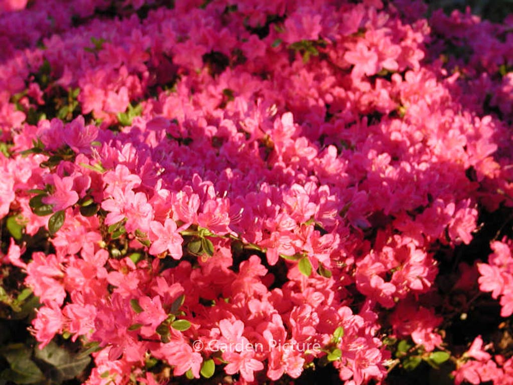 Rhododendron ‚Rubinetta‘ (Azalea)