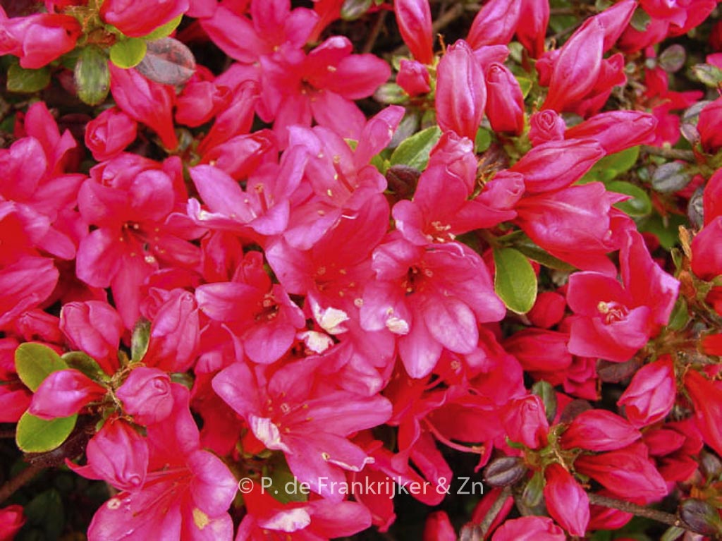 Rhododendron ‚Rubinstern‘ (Azalea)