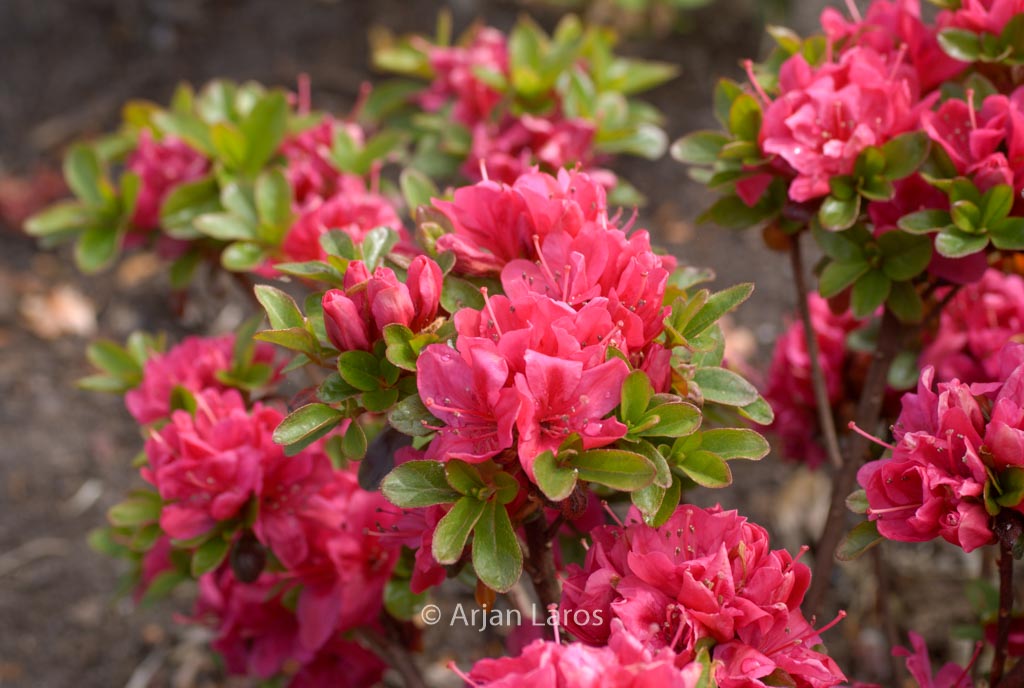 Rhododendron ‚Ruhrfeuer‘ (Azalea)