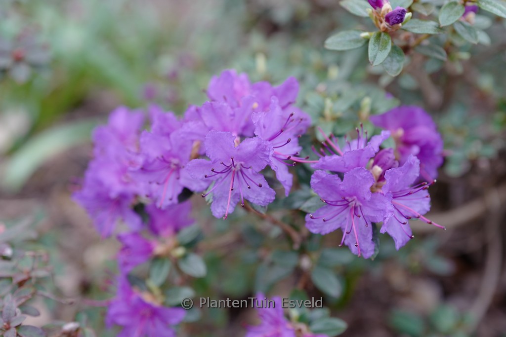 Rhododendron ‚Saint Merryn‘
