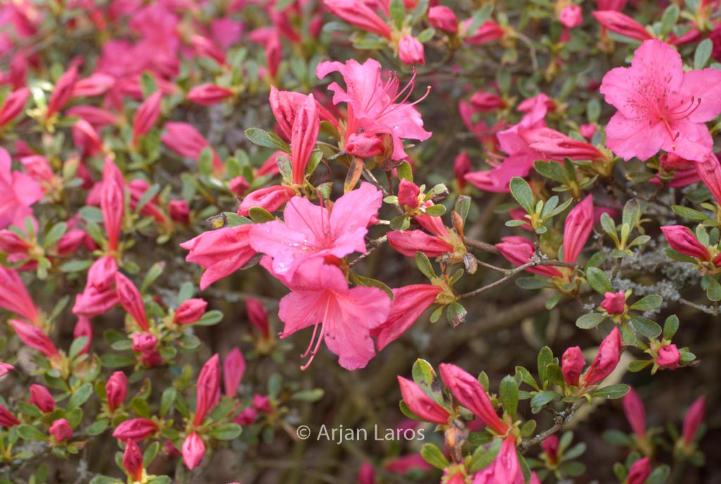 Rhododendron ‚Sakura-tsukasa‘ (Azalea)