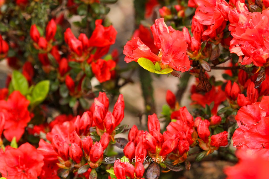 Rhododendron ‚Santa Maria‘ (Azalea)