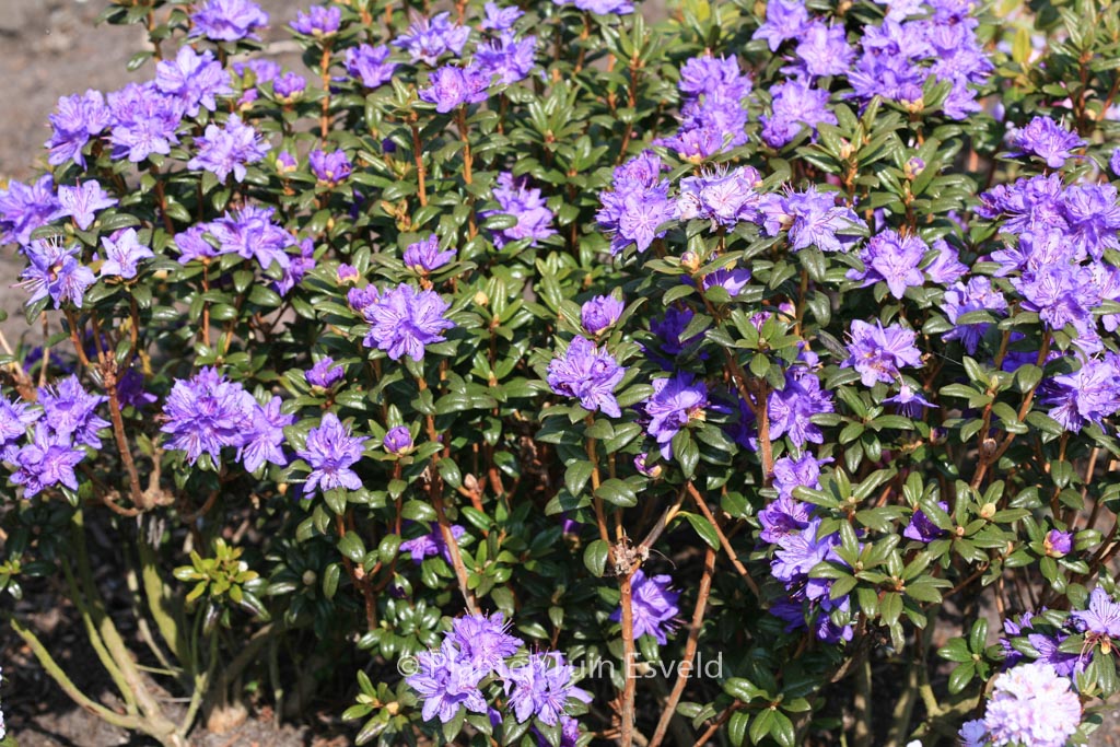 Rhododendron ‚Sapphire‘