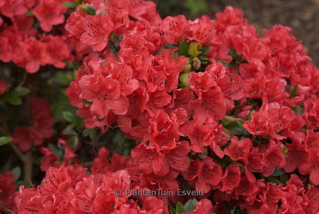 Rhododendron ‚Satschiko‘ (GEISHA ORANGE) (Aza