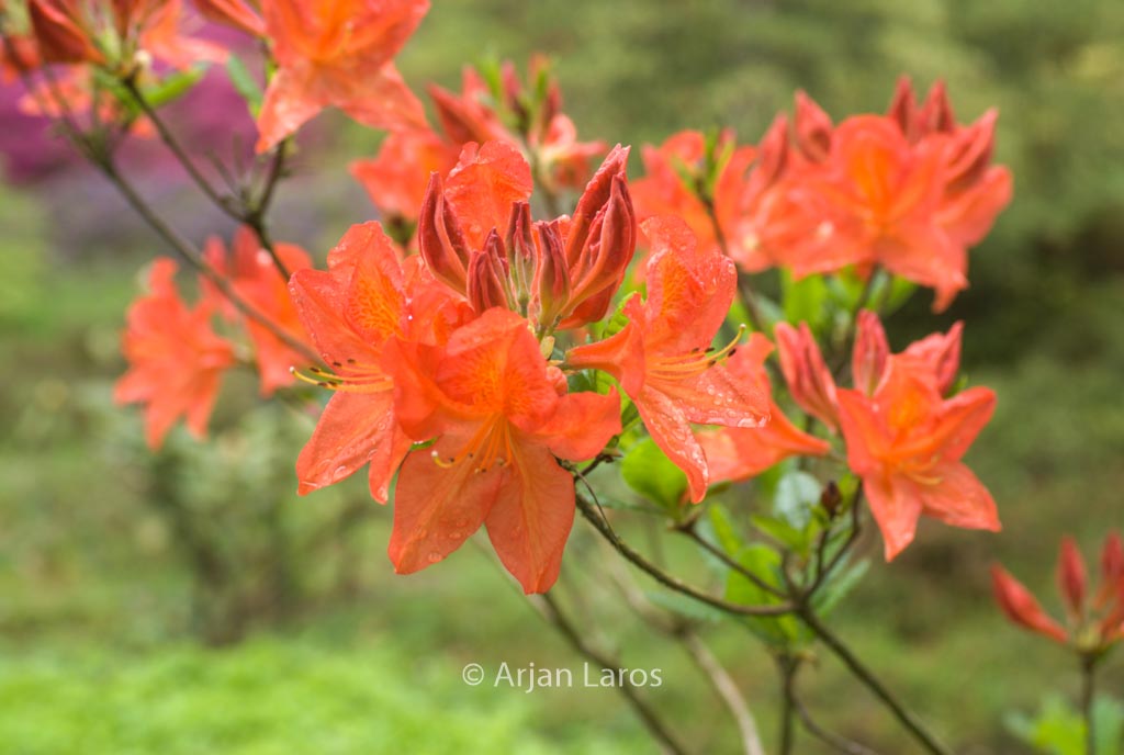 Rhododendron ‚Saturnus‘ (Azalea)