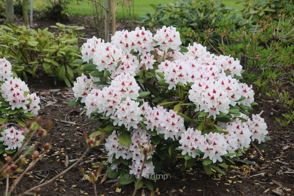 Rhododendron ‚Schneeauge‘