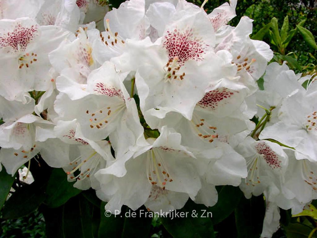 Rhododendron ‚Schneebukett‘