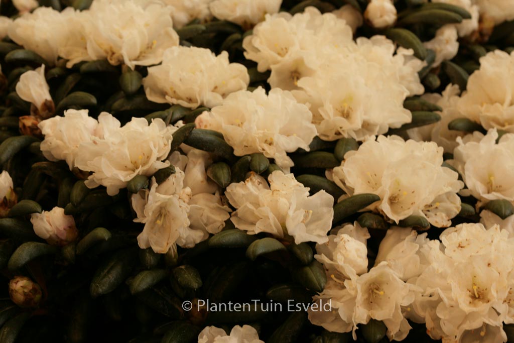 Rhododendron ‚Schneekissen‘