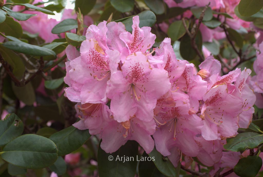 Rhododendron ‚Scintillation‘