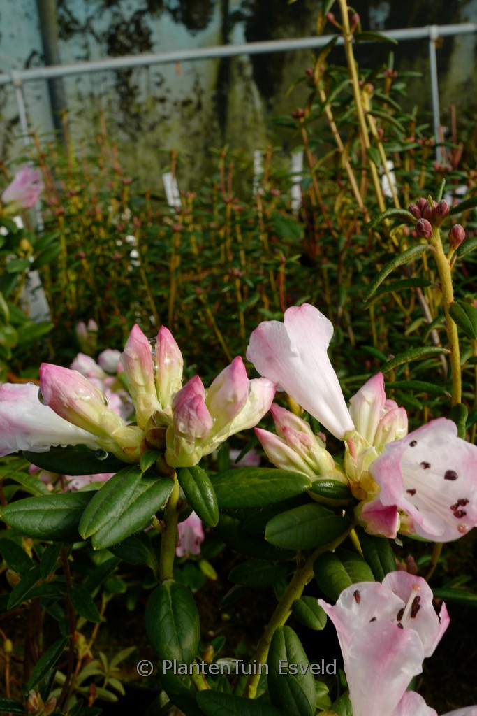 Rhododendron ‚Seta‘