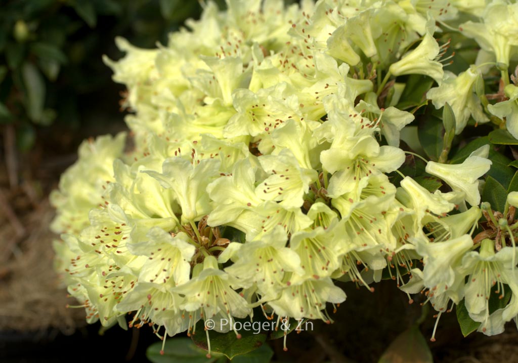 Rhododendron ‚Shamrock‘