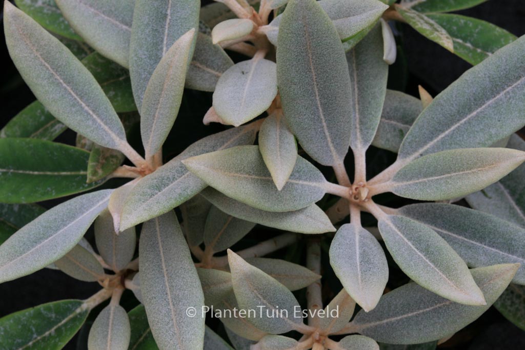 Rhododendron ‚Silbervelours‘