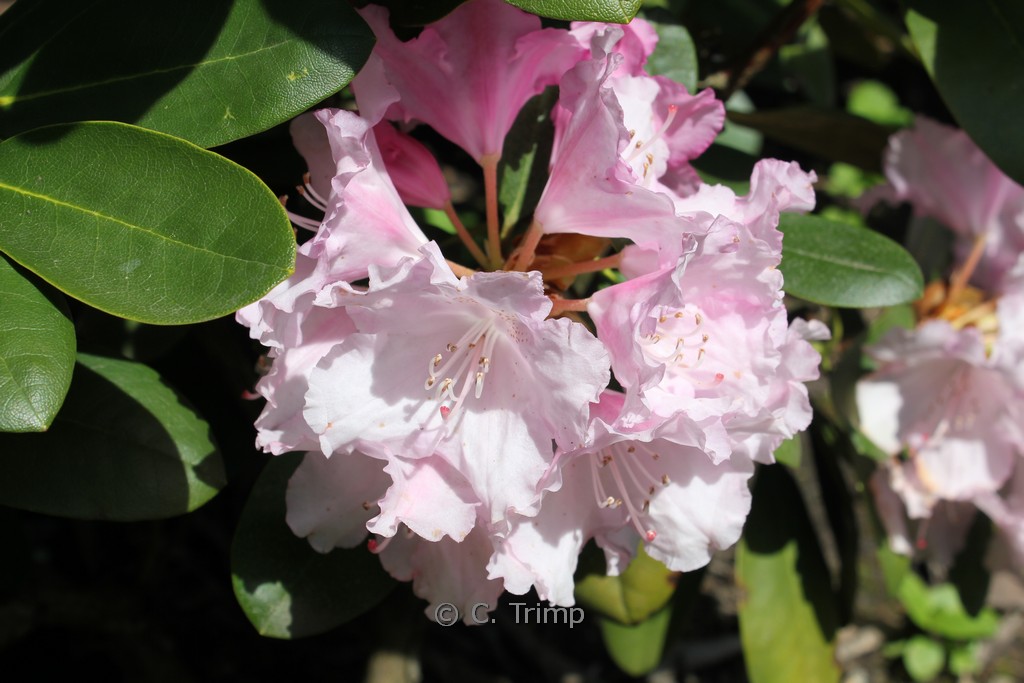 Rhododendron ‚Silberwolke‘