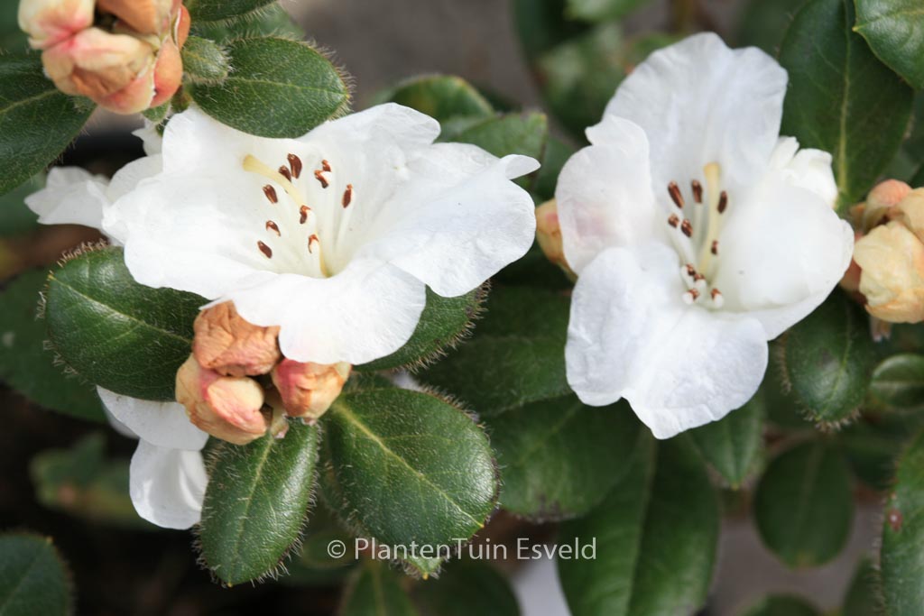 Rhododendron ‚Silk Cap‘