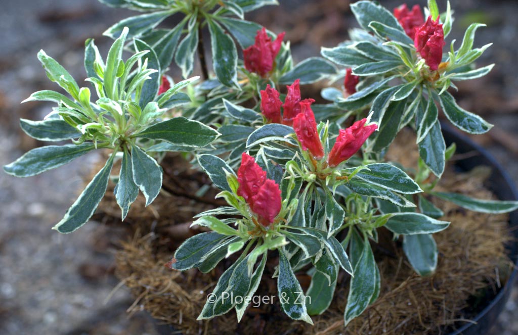 Rhododendron ‚Silver Sword‘ (Azalea)