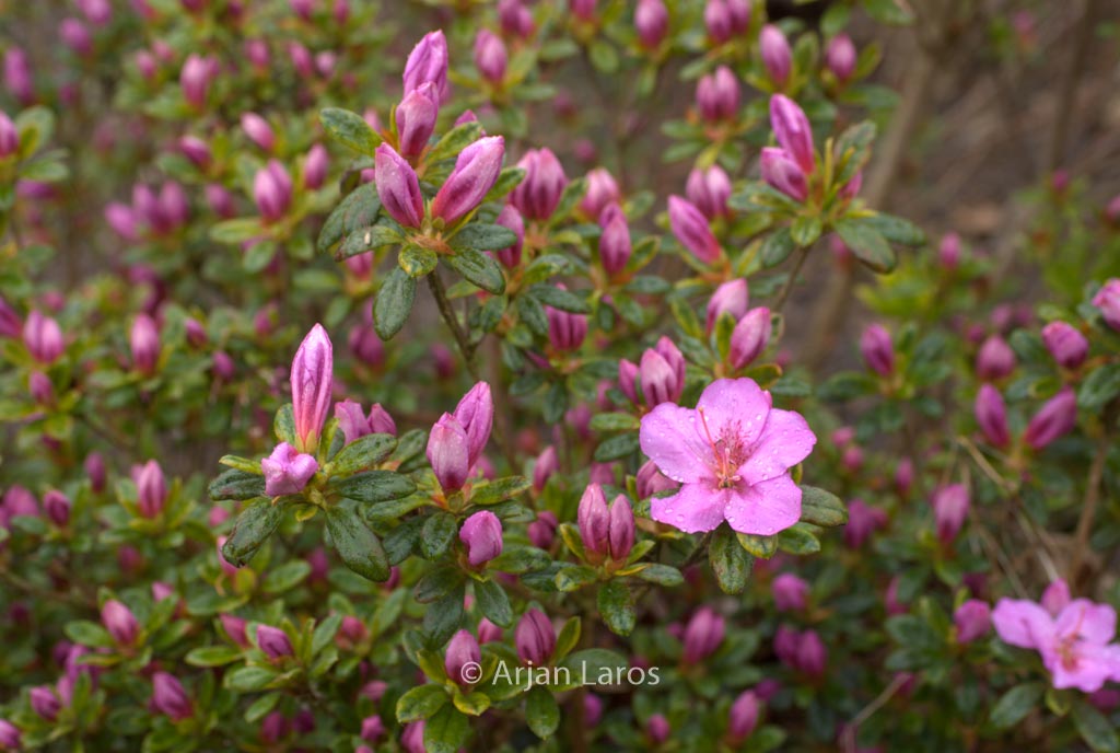 Rhododendron ‚Simplon‘ (Azalea)