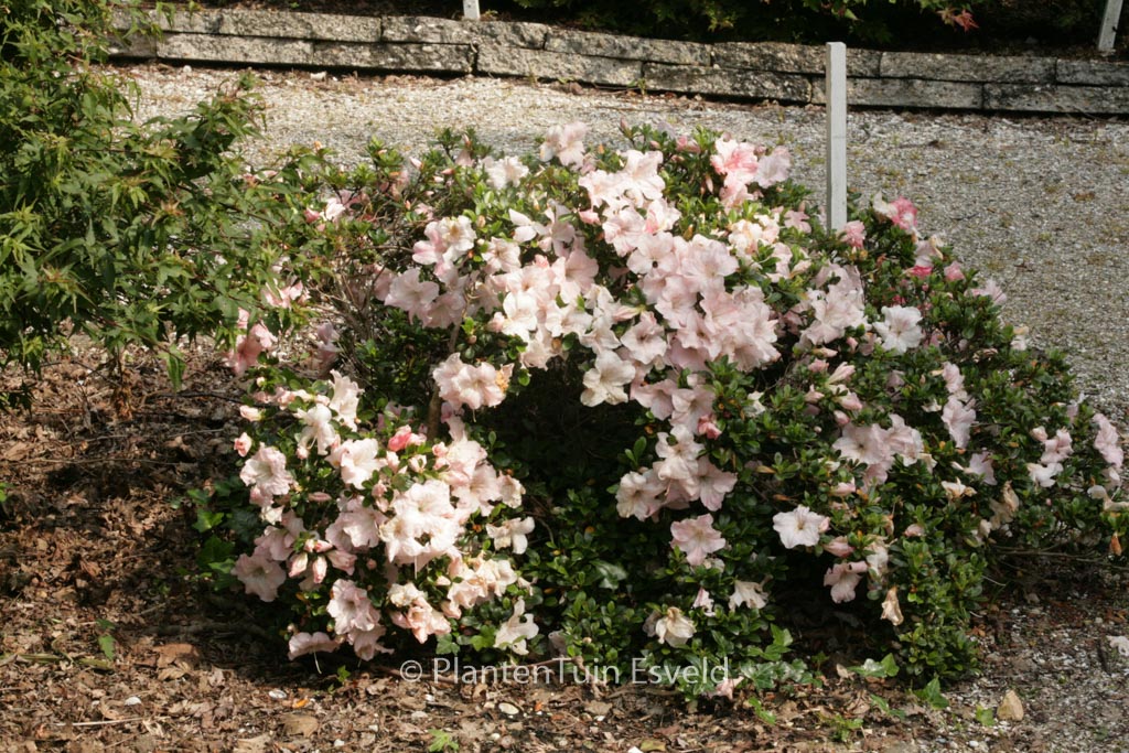 Rhododendron ‚Sir Robert‘ (Azalea)
