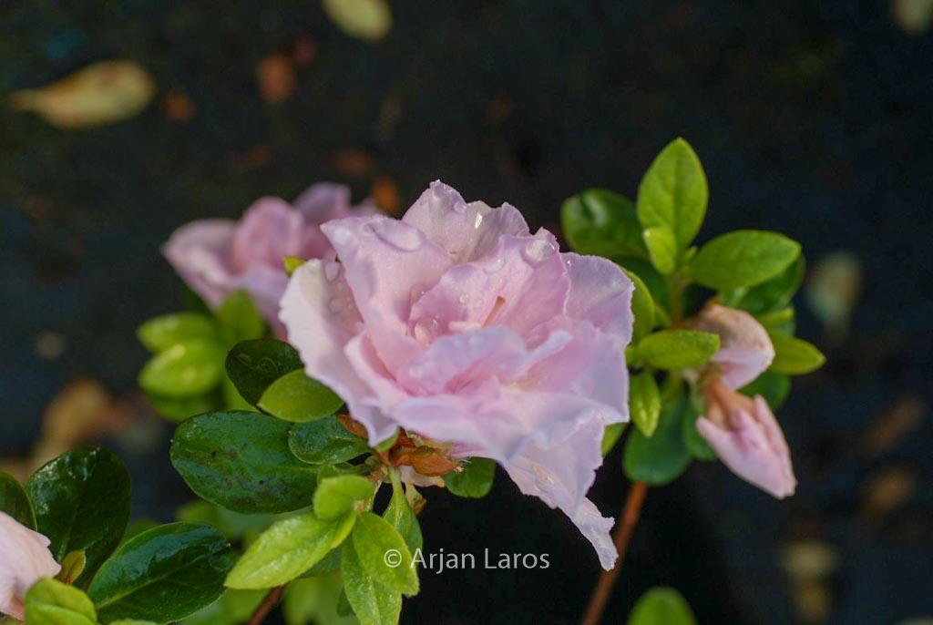 Rhododendron ‚Sirikit‘ (Azalea)