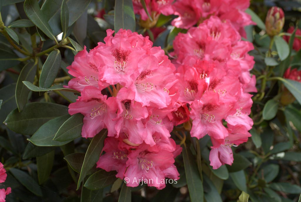 Rhododendron ‚Sneezy‘
