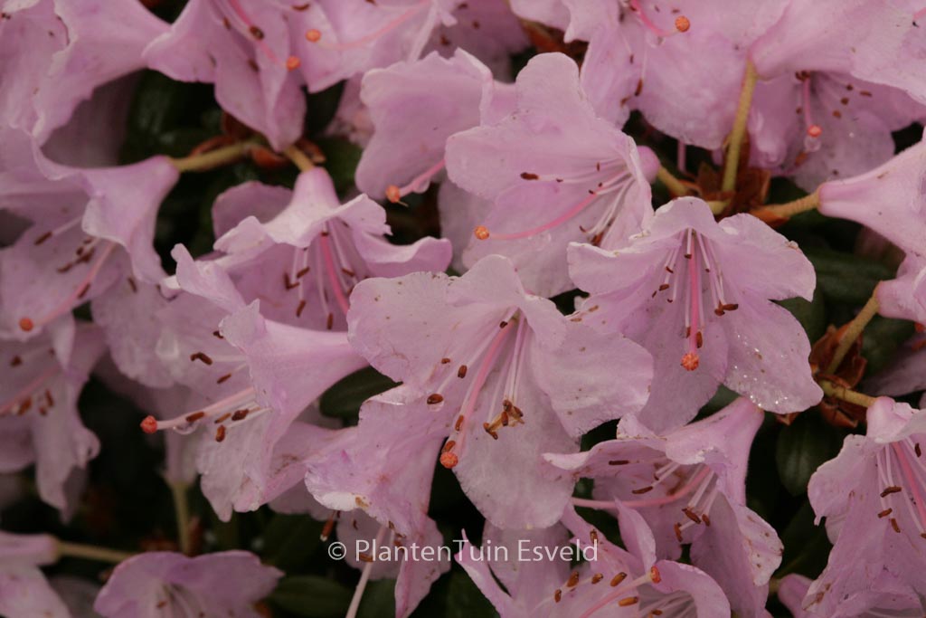 Rhododendron ‚Snipe‘