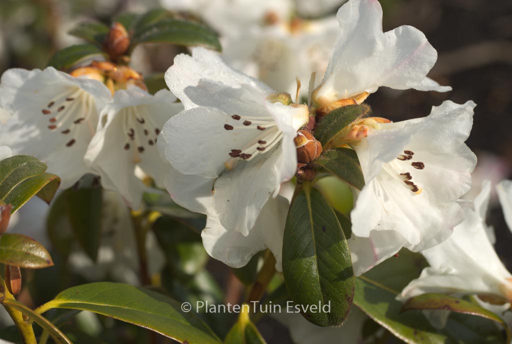 Rhododendron ‚Snow Lady‘