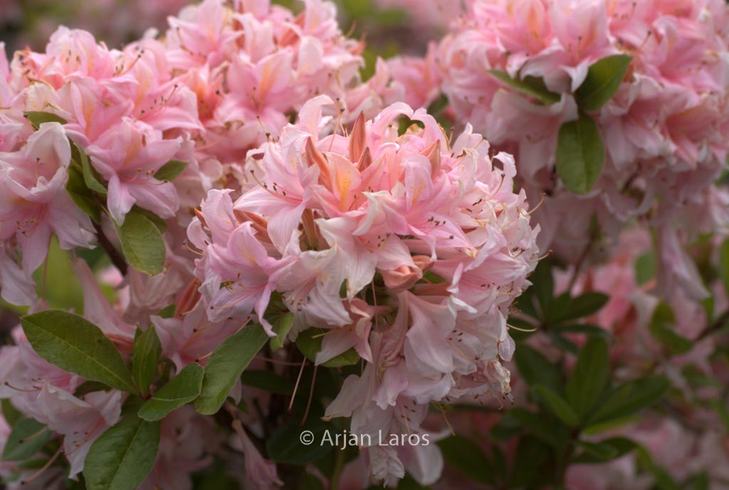 Rhododendron ‚Soir de Paris‘ (Azalea)