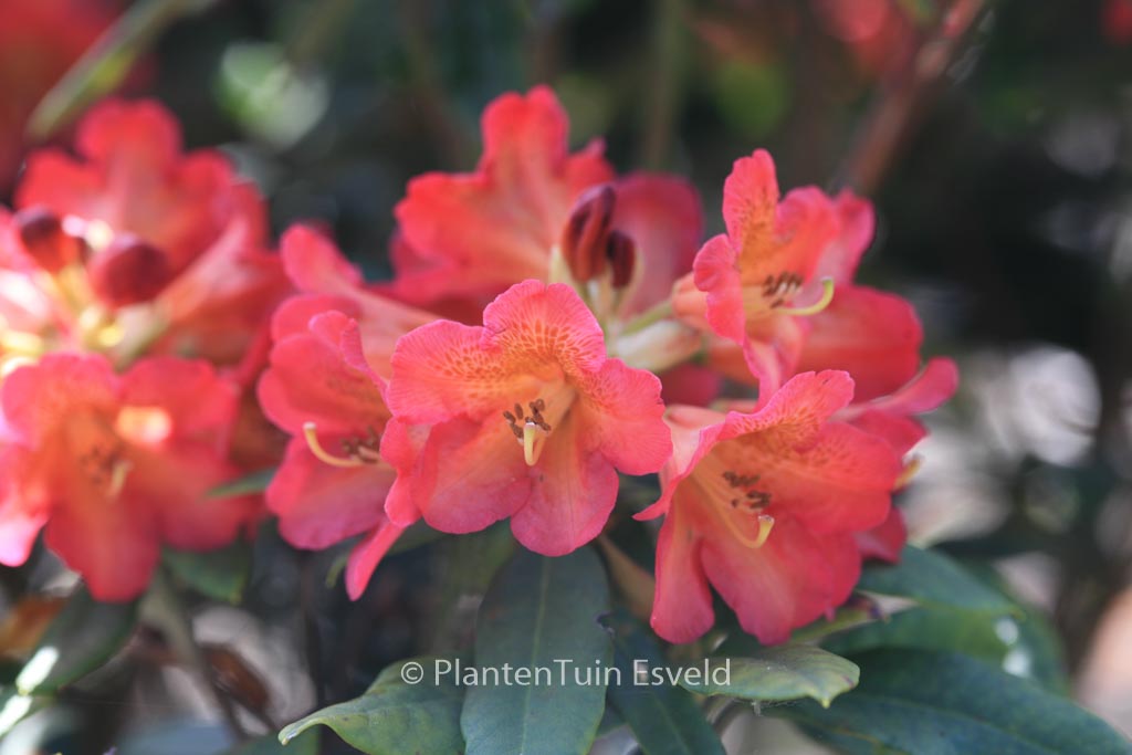 Rhododendron ‚Sonata‘