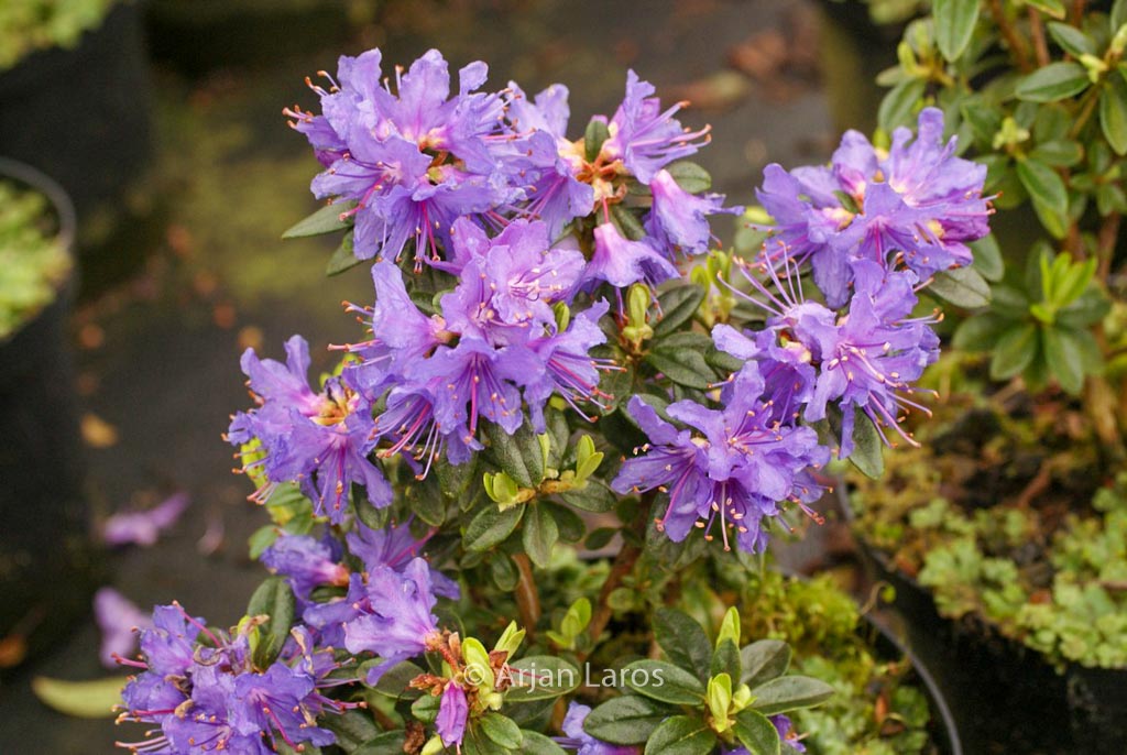 Rhododendron ‚Songbird‘