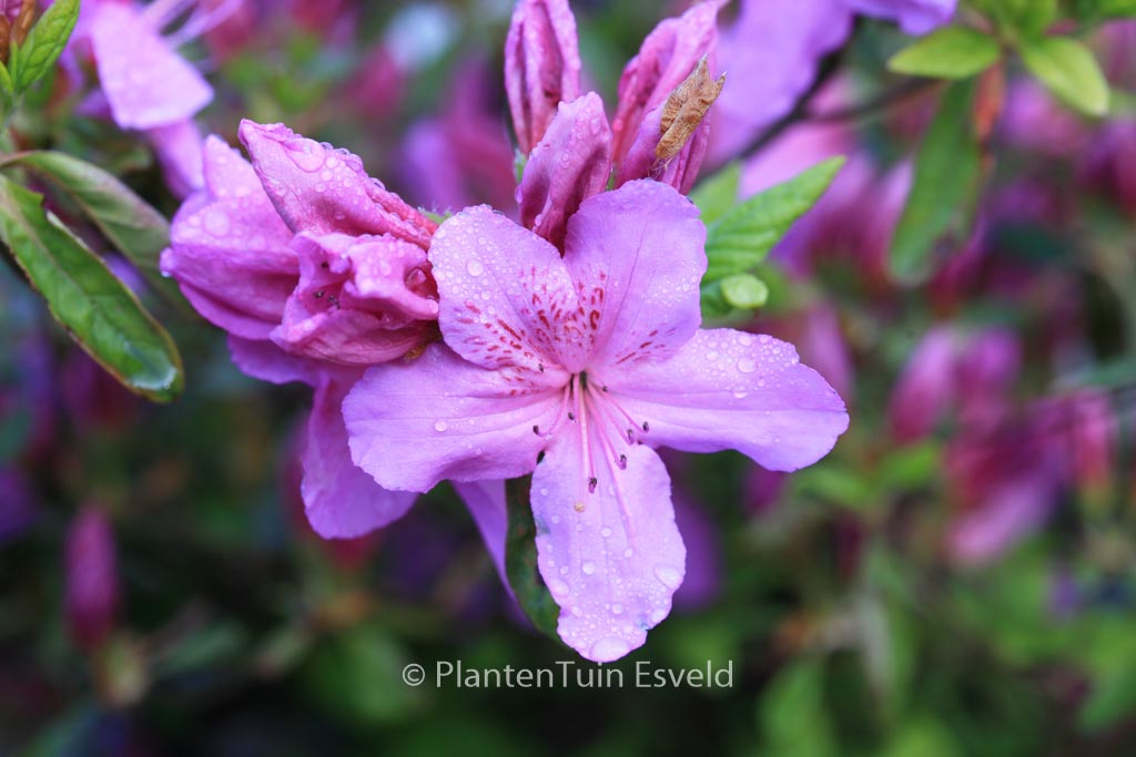 Rhododendron ‚Sorpe‘ (Azalea)