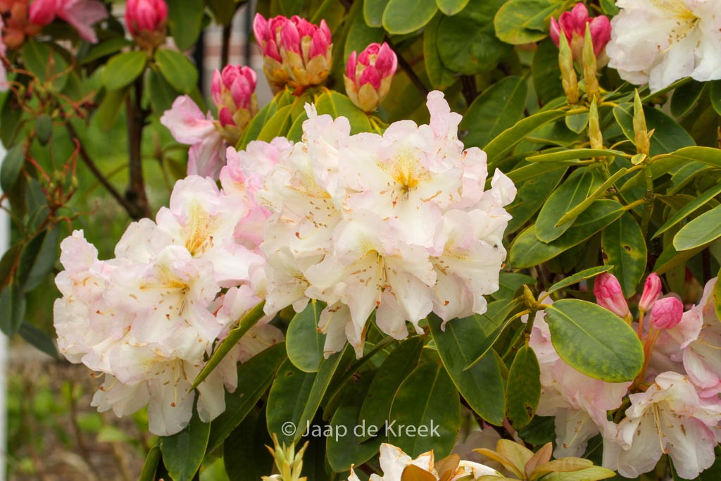 Rhododendron ‚Spaetlese‘