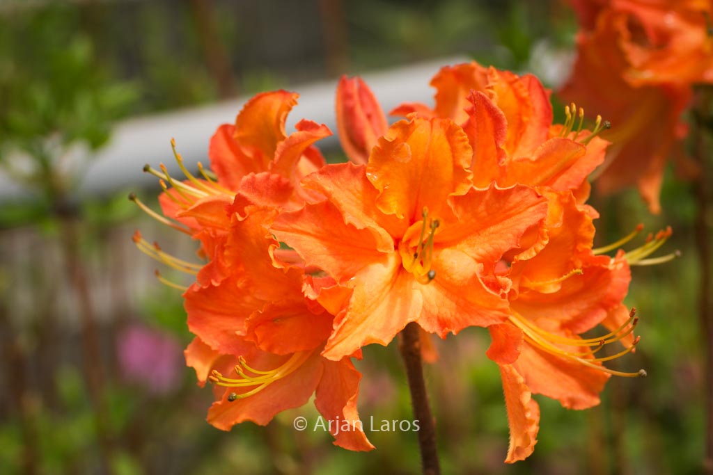 Rhododendron ‚Spicy Lights‘ (Azalea)