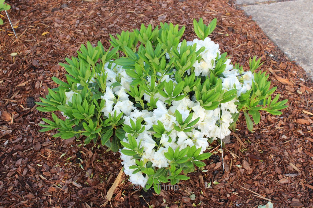 Rhododendron ‚Spiegelei‘