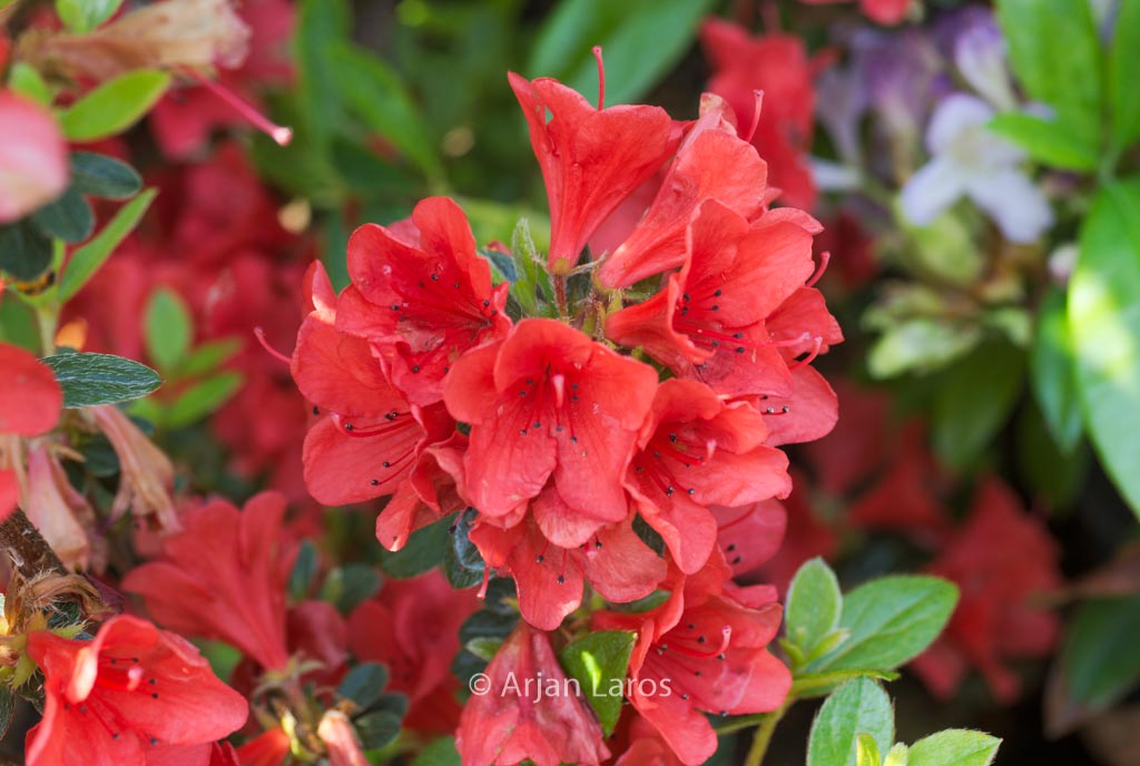 Rhododendron ‚Squirrel‘ (Azalea)