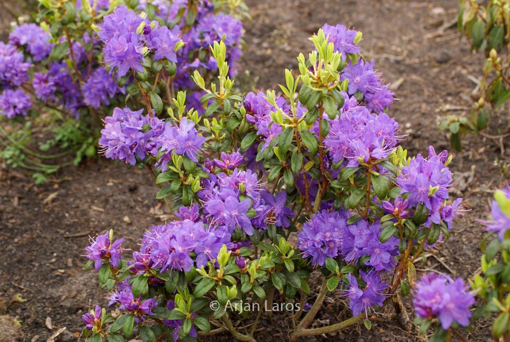 Rhododendron ‚St. Minver‘