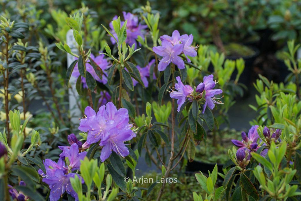 Rhododendron ‚St. Tudy‘