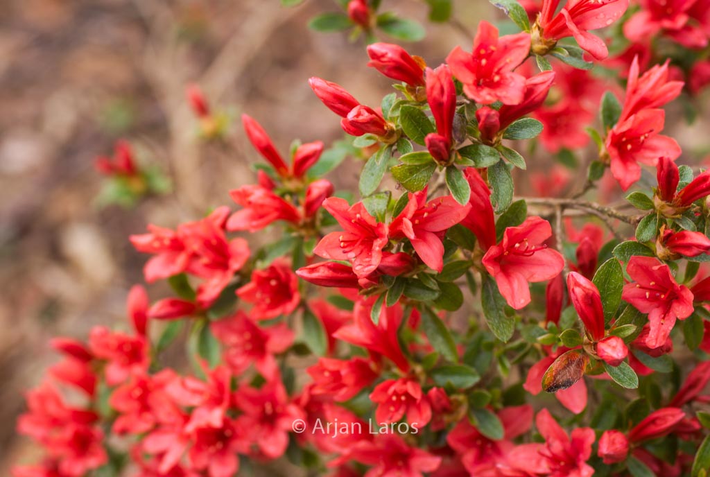 Rhododendron ‚Stefan‘ (Azalea)