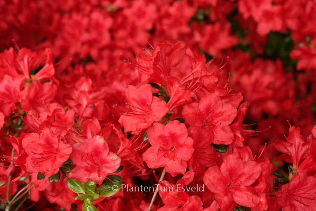 Rhododendron ‚Stewartstownian‘ (Azalea)